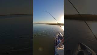 Chasing RedFish 💯🔥redfish fishing [upl. by Enila606]