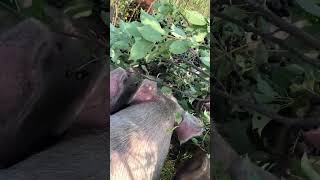 The bush pigs have discovered chokecherries [upl. by Celestyn]