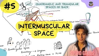 Intermuscular Space  Anatomy Upper limb lecture 05  Stupid Genius [upl. by Lotson]