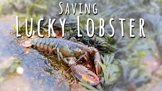 SAVING LUCKY LOBSTER  2 Veganer im HummerRestaurant [upl. by Darice309]