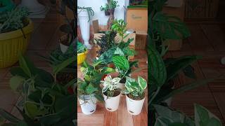 Unboxing Plants bought from Ugaoo  😍 unboxing plants [upl. by Ernestine]