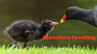 Moorhens and chicks feeding [upl. by Ellinger615]