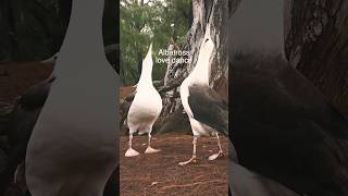 Albatross Love Dance [upl. by Danika]