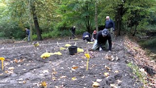 Vrijwilligers planten duizenden bollen in Poldertuin [upl. by Suhpesoj]