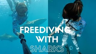 Florida Shark Diving with Lemon Sharks [upl. by Fidele]