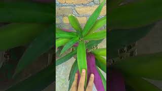 Rhoeo plant gardening shortvideo [upl. by Faber402]