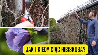 Jak i kiedy ciąć Hibiskusa co z Ketmią syryjską po zimie [upl. by Assenahs379]