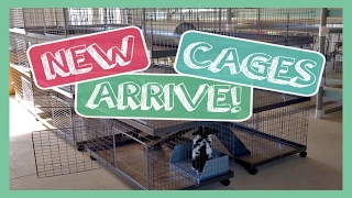 New Cages Arrive  KW Bunny Villas [upl. by Stretch]