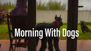 Morning With Dogs ✨ Real Time Background Piano Music For Study Reading amp Relax [upl. by Ogren]