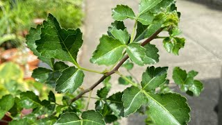 Myrrh Trees  Growing Commiphora Part 1 [upl. by Anitsirhk]