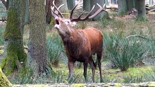 Roaring Deer Brüllender Hirsch während der Brunft Sound Call [upl. by Shana376]