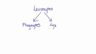 635 Distinguish between antigens and antibodies [upl. by Enal131]