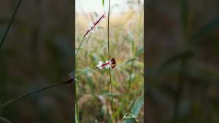 Flower bee flies [upl. by Joby486]