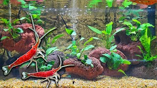 New Shrimp Aquarium Setup  Fish Room Update Ep 119 [upl. by Aeynod170]