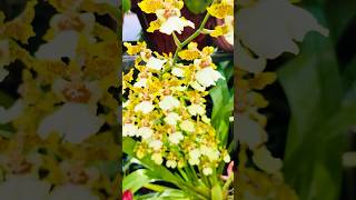 Oncidium Orchid 🥀🥰 [upl. by Thompson]