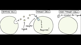 Signal transduction pathways [upl. by Mikahs]