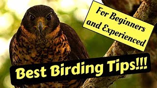 Bird Watching Tips Birding [upl. by Marybelle]