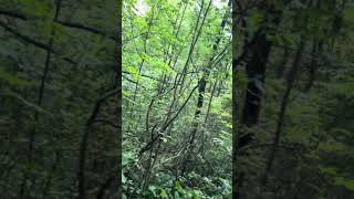 Something Creepy Maybury State Park michigan crime mysteriousforest [upl. by Kcirdle]