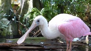 Spoonbills Feeding FYV [upl. by Leotie]