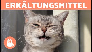 KATZEN ERKÄLTUNGSBEHANDLUNG ZU HAUSE 🐱✅ 5 Hausmittel gegen Erkältungen bei Katzen [upl. by Arlin]