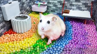 Hamster Sophie 49🐹Hamster Escapes Prison Maze Adventures with Colorful Traps for Pets in real life🐹 [upl. by Lodge]