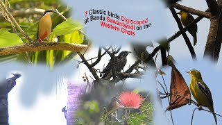 Bandas Birdwatching Adventure in the Enchanted Western Ghats [upl. by Kenelm]