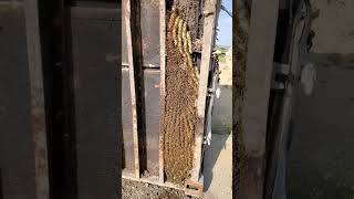 Africanized Honey Bees in Shipping Container shorts beehive [upl. by Adian869]