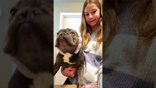 Puppy prep subscribe cute funny [upl. by Syst]