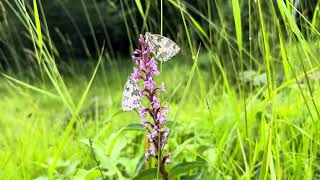 Grote muggenorchis Gymnadenia conopsea met Dambordjes Melanargia galathea [upl. by Juakn]