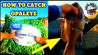 how to catch opaleye using green peas only for bait jettyfishing baitfishing opaleye [upl. by Spense]