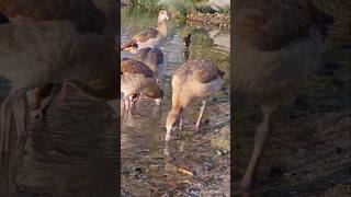 Egyptian goose family  Nilgans Familie Vogelstangsee  Mannheim [upl. by Isis799]