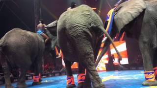 UniverSoul Circus  ATL  Soul Circus Divas amp Elephants [upl. by Loella]