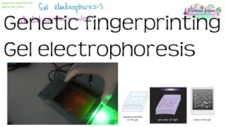 Genetic fingerprinting and gel electrophoresis  Revision for Biology ALevel and IB [upl. by Esenaj]