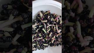 Malabar spinach growing Bachali kura seeds harvesting for new crop gardening leafyvegetable [upl. by Ewer]