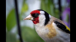 SteglitsEuropean Goldfinch [upl. by Hendel134]