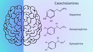 Las catecolaminas Dopamina Noradrenalina norepinefrina y adrenalina epinefrina [upl. by Kobylak]
