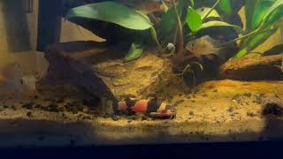 south American bumblebee catfish finally out eating [upl. by Hekker342]