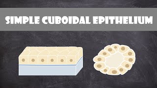 Simple Cuboidal Epithelium  Anatomy [upl. by Aundrea]