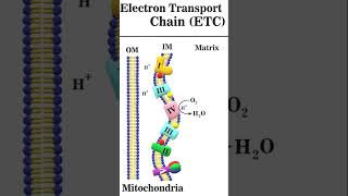 Electron Transport Chain 2 animation electrontransportchain [upl. by Nnailuj157]