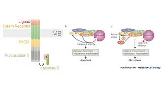 VIDEO 3 Cell Death Pathways Necroptosis and Parthanatos RGP 2019 [upl. by Dupuy435]