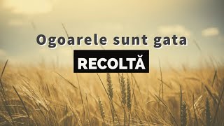 Ogoarele sunt gata de recoltă  Daniel [upl. by Siuluj223]