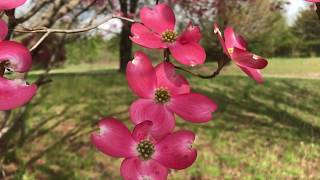 Beautiful Flowering Dogwood blossoms along Swamp Rabbit Trail SC [upl. by Anahsahs]