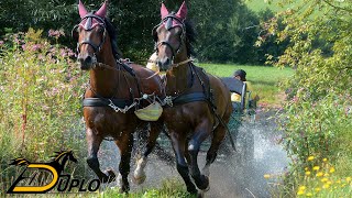 Les ferrures Duplo pour les chevaux attelés [upl. by Ginnie]