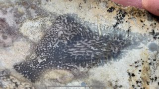 ￼￼Cutting awesome coral from the Mogollon Rim Arizona [upl. by Neirol]