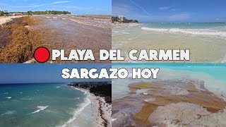 PLAYA DEL CARMEN🔴ULTIMA HORA HOY 14 MAYO 2024  ASI ESTAN LAS PLAYAS [upl. by Traweek725]