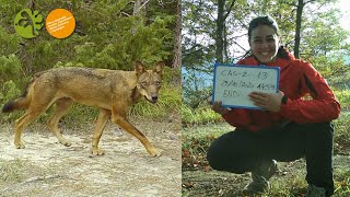 La VITA SEGRETA dei MAMMIFERI nel PARCO  Come i ricercatori studiano la fauna senza disturbarla [upl. by Aket]