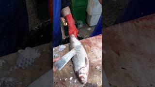 Fish Cutting Caspian Khutum Rutilus kutum [upl. by Rengaw435]