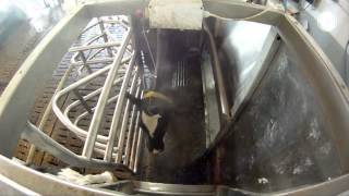 Fullwood Merlin robotic milking machine – in action in Germany [upl. by Gusta]