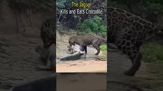 The Jaguar Kills and Eats Crocodile [upl. by Tandy]