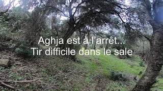 magnifiques scènes de chasse à la bécasse en Corse [upl. by Dene]